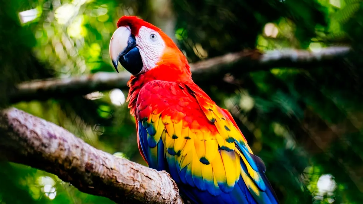 gran selva maya guacamaya roja