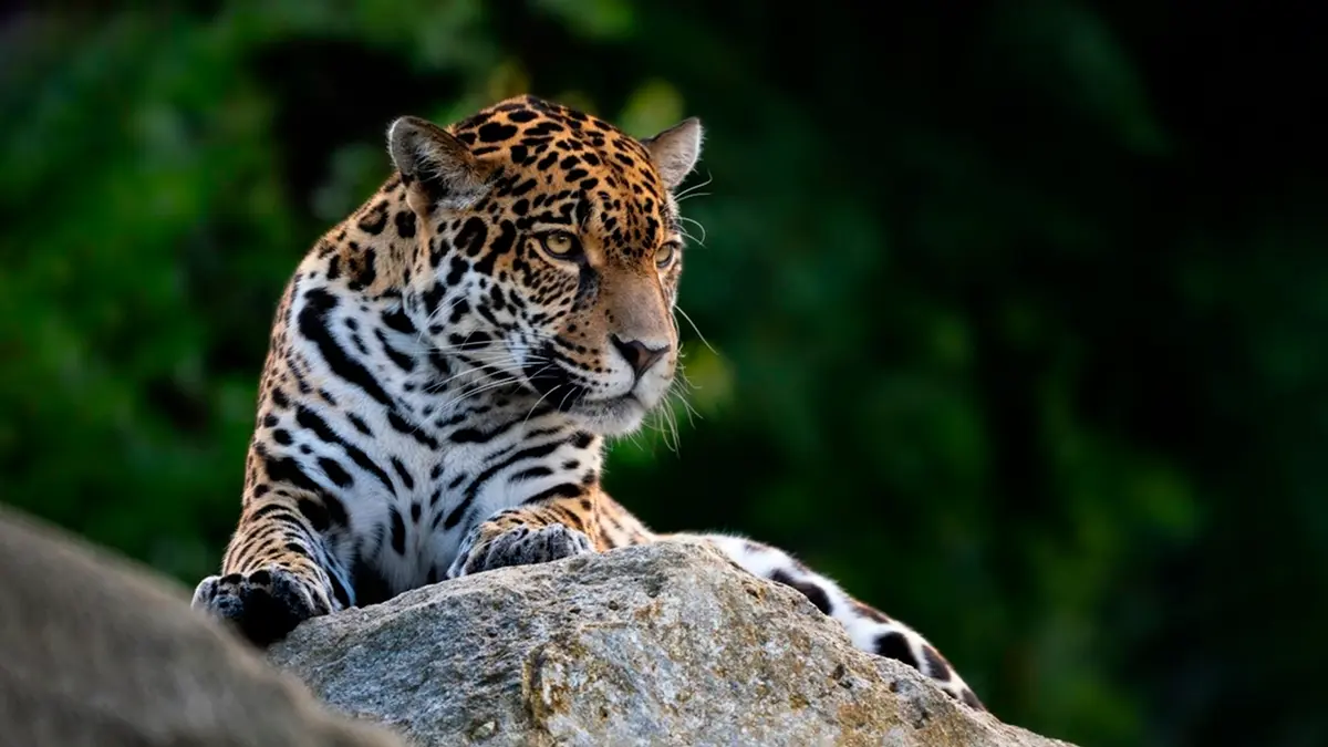 jaguar en Balam Ku Gran Selva Maya