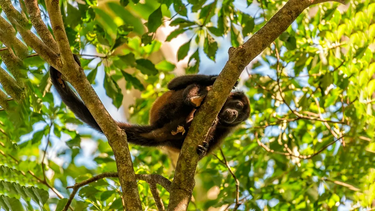 Reserva de la Biosfera de Calakmul