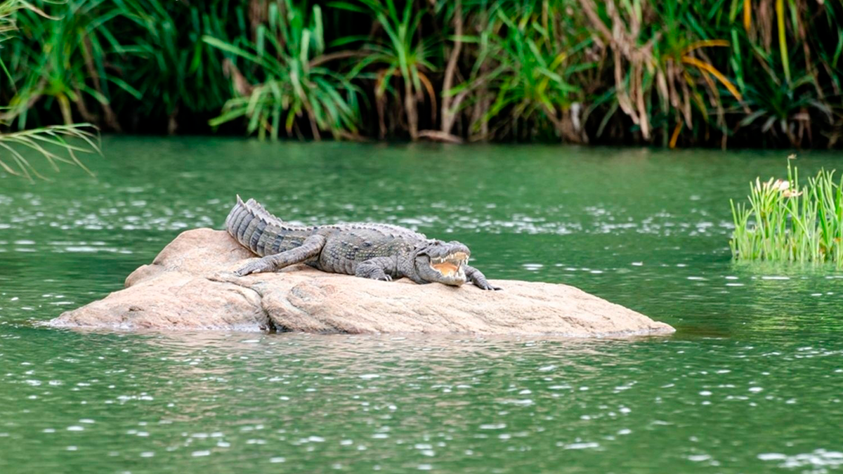 rio azul cocodrilo gran selva maya